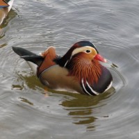 Mandarin Duck